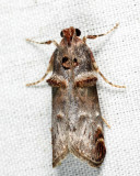 5588 - Orange-tufted Oneida - Oneida lunulalis