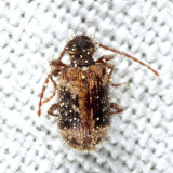 Spider Beetle - Ptinus concurrens