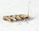 1803 – Conifer Coleotechnites – Coleotechnites coniferella
