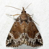 8445 - White-lined Hypena - Hypena abalienalis