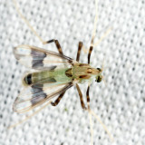 Stenochironomus poecilopterus