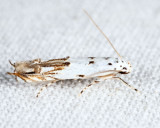 1443 - Red-streaked Mompha - Mompha eloisella