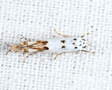 1443 - Red-streaked Mompha - Mompha eloisella