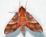 7886 - Azalea Sphinx