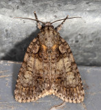 9243 - Ovate Dagger - Acronicta ovata