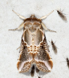 6235 - Lettered Habrosyne - Habrosyne scripta