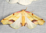 6840 - Lemon Plagodis - Plagodis serinaria