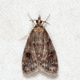 4717 - Dark-brown Scoparia - Scoparia penumbralis