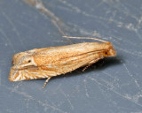 3142 - Pelochrista cataclystiana