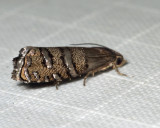 3486 - Eastern Pine Seedworm Moth - Cydia toreuta