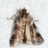 5653 - Cranberry Fruitworm - Acrobasis vaccinii