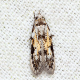 1842 - Triangle-marked Twirler Moth - Taygete attributella