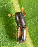 Monarthrum fasciatum