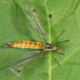 Nephrotoma sp.