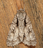 9229 - Speared Dagger - Acronicta hasta