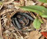 Geolycosa sp. (Burrowing Wolf Spider)