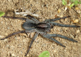 Geolycosa sp. (Burrowing Wolf Spider)