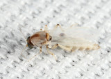 Ceratopogoninae