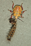 Apoecilus sp. feeding on a caterpillar