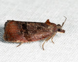 2866 - Spirea Leaftier - Evora hemidesma