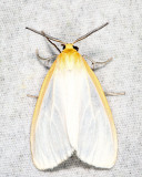 8230 - Delicate Cycnia - Cycnia tenera