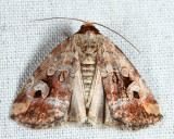 9681.1 - Pale-winged Midget - Elaphria alapallida