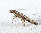 0663 - Neurobathra strigifinitella 6-24