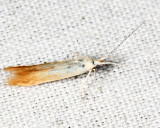 1277 - Coleophora cornivorella