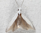 1261 - Coleophora querciella
