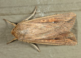 10438 - White Speck - Mythimna unipuncta