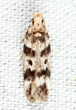 2110 - Chionodes pseudofondella 6-29
