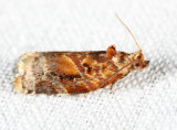 3597 - Red-banded Leafroller - Argyrotaenia velutinana