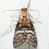 5608 - Double-humped Pococera - Pococera expandens