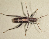 Arrowhead Borer - Xylotrechus sagittatus