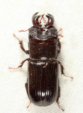 Ceruchus piceus (male)