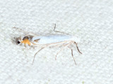 0470 - Lyonetia latistrigella