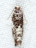 3229 - Gypsonoma adjuncta