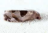 3203 - Brighton's Epiblema - Epiblema brightonana