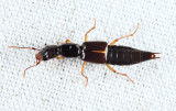 Homaeotarsus sp.