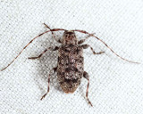 Astylopsis sexguttata