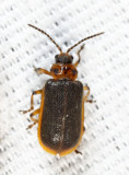 Water-lily Beetle - Galerucella nymphaeae