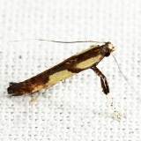 0596 - Walnut Caloptilia - Caloptilia blandella