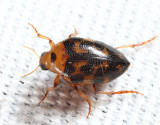 Haliplus fasciatus