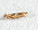 0522 - Bucculatrix angustata 7-3