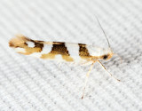 2444 - Argyresthia calliphanes