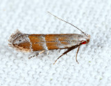 2229  Stripe-backed Moth  Battaristis vittella