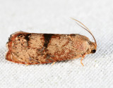 3494  Filbertworm Moth  Cydia latiferreana