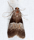 5595 - Pine Webworm - Pococera robustella