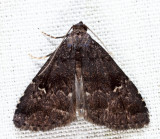 8428  Dyspyralis nigellus