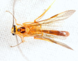 Macrocentrus sp.